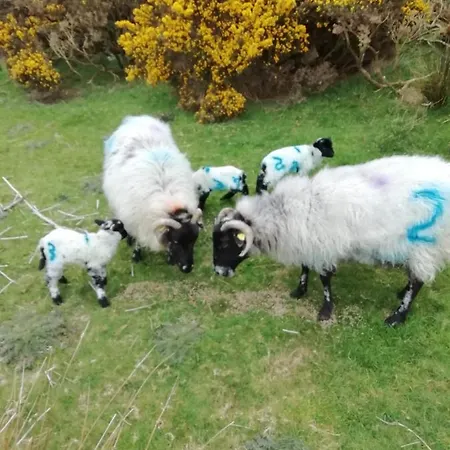 Wildflower - Countryside Lettings * Clifden